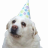 PartyHatDogger